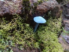 Entoloma virescens