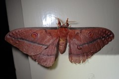 Opodiphthera fervida