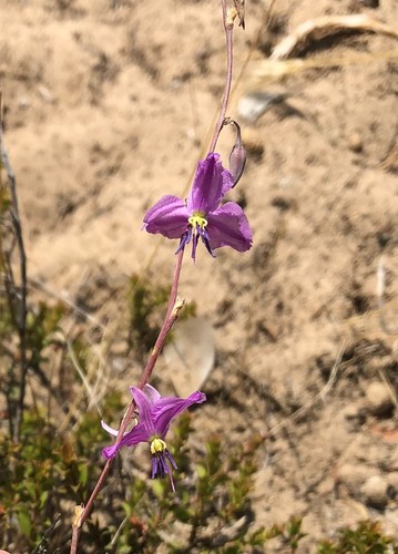 Chocolate Lily (Dichopogon fimbriatus)