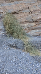 Funastrum hirtellum