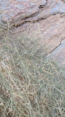 Funastrum hirtellum