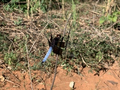 Thermorthemis madagascariensis
