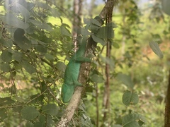 Calumma parsonii parsonii