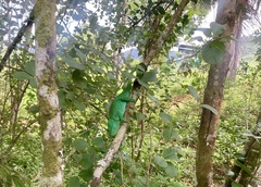 Calumma parsonii parsonii