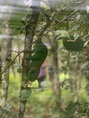 Calumma parsonii parsonii