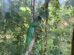 Calumma parsonii parsonii