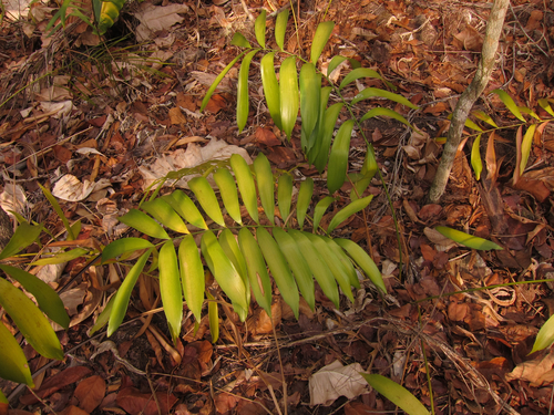 Zamia brasiliensis