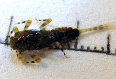 Ephemerella subvaria