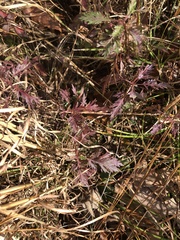 Eupatorium × pinnatifidum