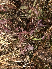 Eupatorium × pinnatifidum