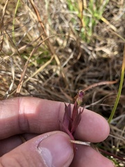 Symphyotrichum laeve concinnum