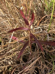 Symphyotrichum laeve concinnum
