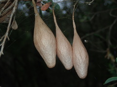 Ordgarius magnificus