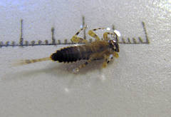Ephemerella subvaria