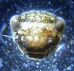 Ephemerella subvaria