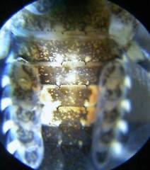 Ephemerella subvaria