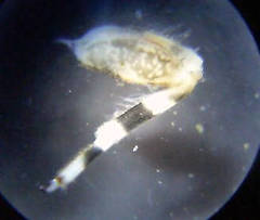 Ephemerella subvaria