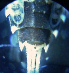 Ephemerella subvaria