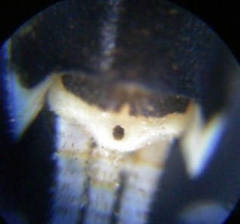 Ephemerella subvaria