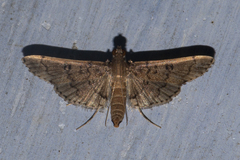 Syllepte abyssalis