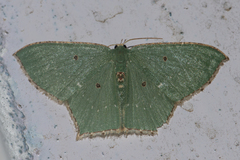 Cyclothea disjuncta