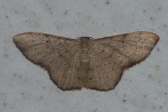 Idaea craspedota