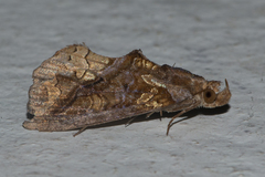 Plusiodonta coelonota