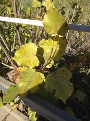 Populus deltoides deltoides