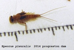 Epeorus pleuralis