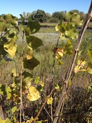 Populus deltoides deltoides