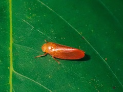 Eoscarta eos