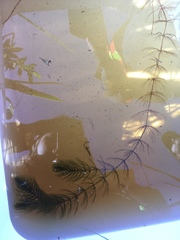 Ceratophyllum echinatum