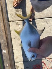 Trachinotus carolinus