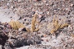Halogeton glomeratus