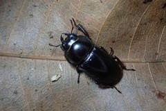Dorcus wickhami