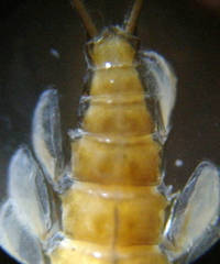 Epeorus pleuralis