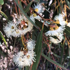 Eucalyptus porosa