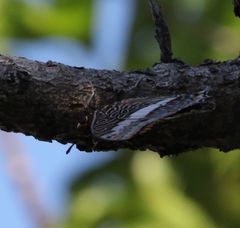 Charaxes saturnus saturnus