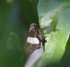 Coeliades forestan forestan