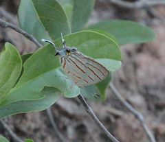 Hemiolaus caeculus caeculus