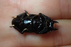 Dorcus wickhami