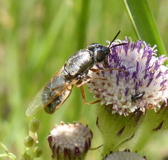 Dischizocera zumpti