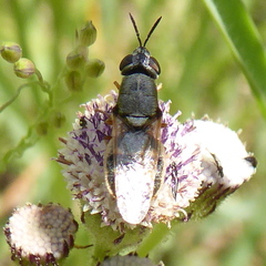 Dischizocera zumpti