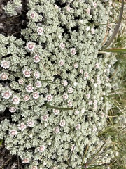 Ewartia nubigena
