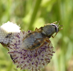 Dischizocera zumpti