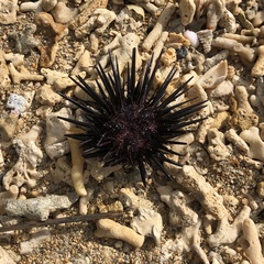 Stomopneustes variolaris