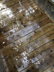 Takydromus smaragdinus