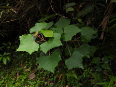 Mallotus paniculatus formosanus