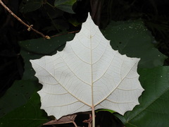 Mallotus paniculatus formosanus