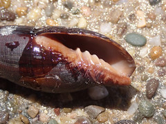 Isara glabra